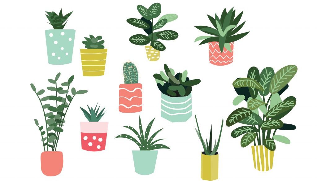 HOME The Ultimate guide to Houseplant Minerva Living & Lifestyle