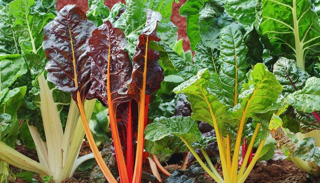 Improve your garden biodiversity by growing more veg