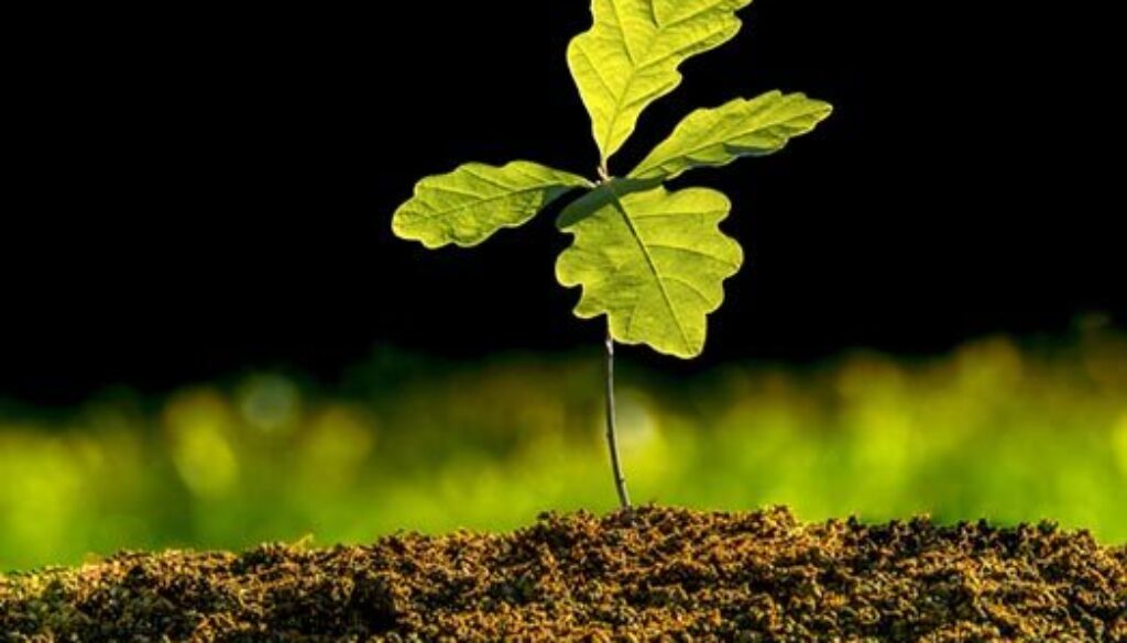 Small,Oak,Plant,In,The,Garden.,Tree,Oak,Planted,In