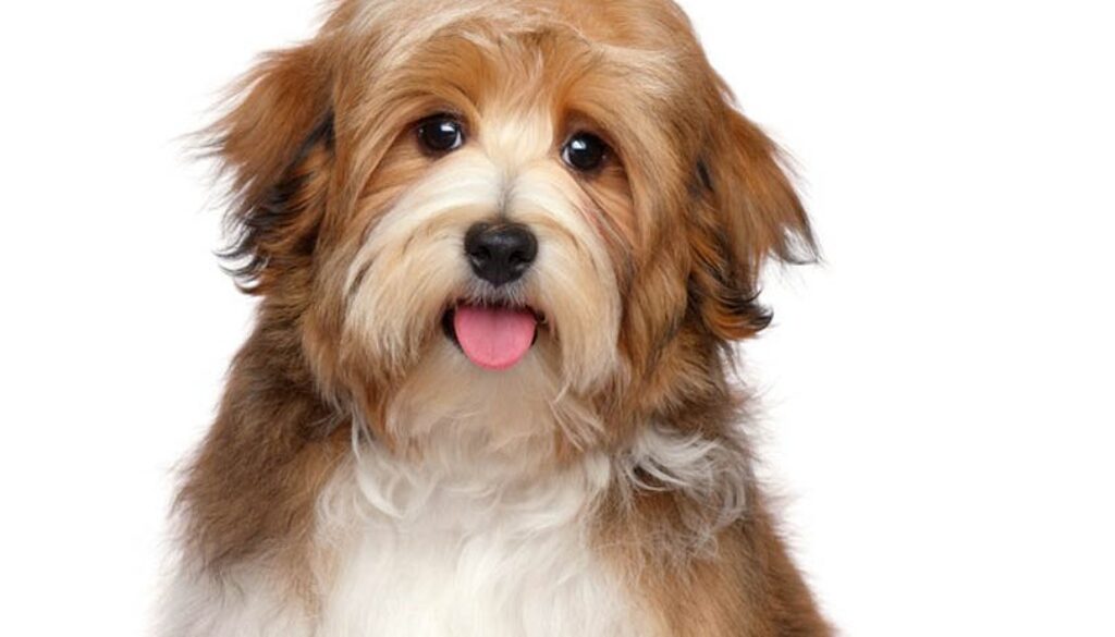 Cute,Happy,Red,Parti,Colored,Havanese,Puppy,Dog,Is,Sitting