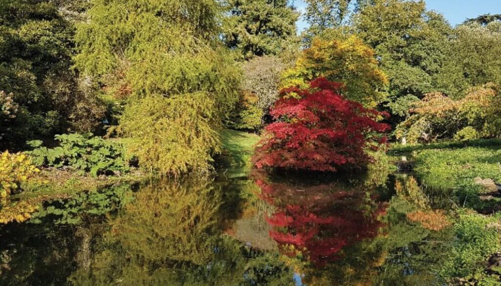 Visit The Minterne Himalayan Gardens for the autumnal scenery