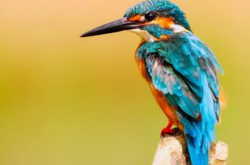 Kingfisher-in-Eastville-Park-Photo-credit-Pexels-Pixabay.com_