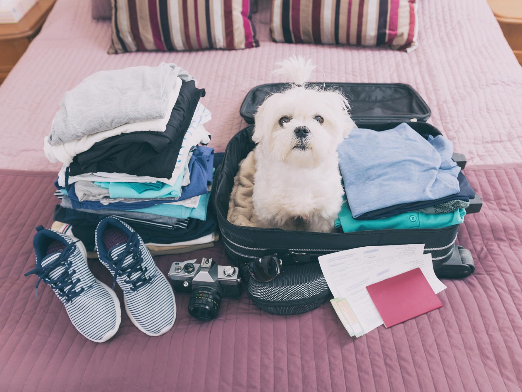 Shutterstock_shih tzu - suitcase