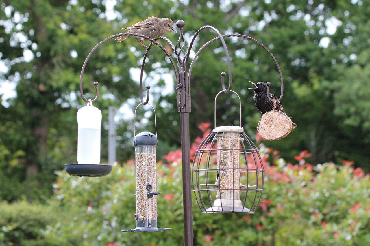 bird feeder dobbies