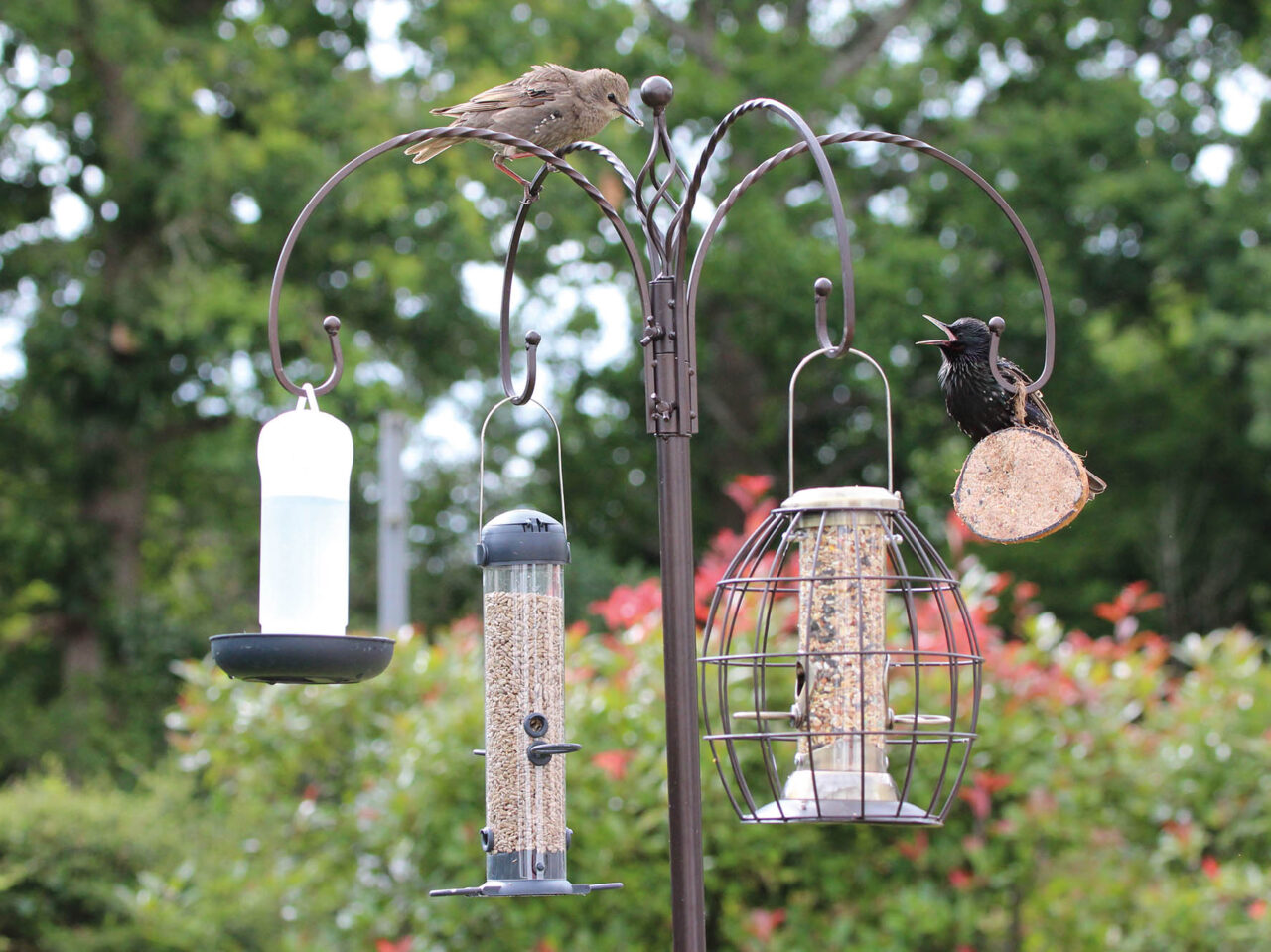 dobbies wild bird feeders