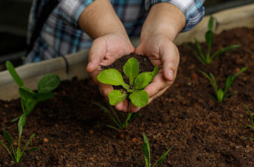 Gardener,Hand,Holding,Young,Vegetable,Sprout,Before,Planting,In,Fertile