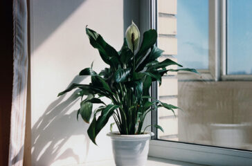 house plant to beat mould