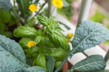 Companion,Planting:,Organic,Heirloom,Tuscan,Kale,Edible,Plant,With,Sturdy