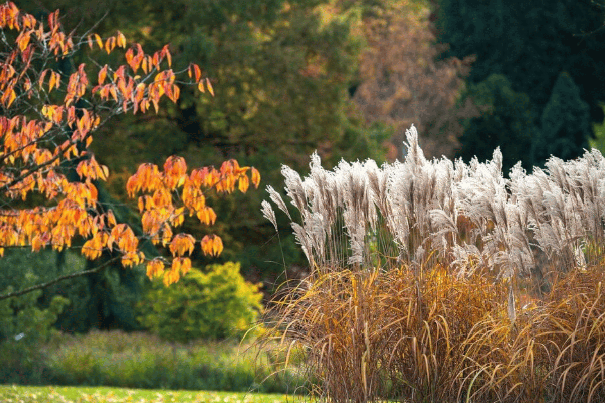 Soft peach light through autumn grasses, at RHS Garden Hyde Hall